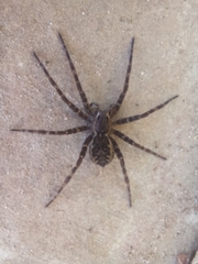 Dolomedes