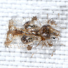 Corythucha incurvata