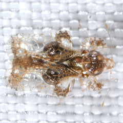 Corythucha incurvata