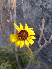 Encelia asperifolia