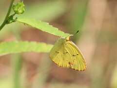 Pyrisitia lisa centralis