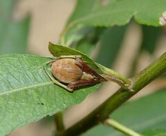 Acacesia hamata