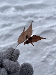 Zelkova