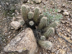 Echinocereus engelmannii fasciculatus