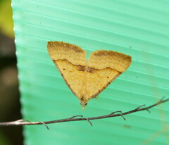 Anachloris subochraria