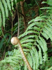Diplopterygium glaucum