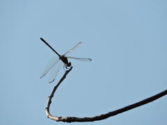 Dythemis nigrescens