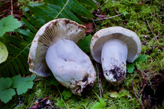 Russula densifolia