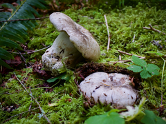 Russula densifolia