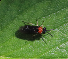 Eutomostethus ephippium