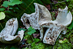 Russula densifolia