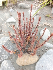 Epilobium melanocaulon