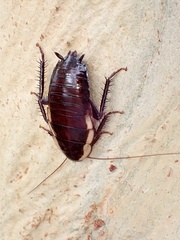 Drymaplaneta semivitta