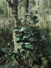 Eucalyptus globulus maidenii