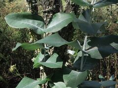 Eucalyptus globulus maidenii