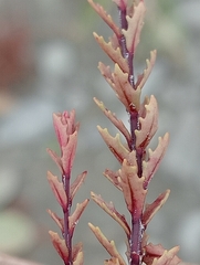 Epilobium melanocaulon