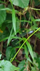 Pseudagrion pruinosum