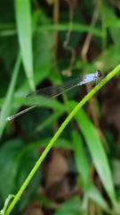 Pseudagrion pruinosum