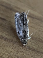 Hofmannophila pseudospretella