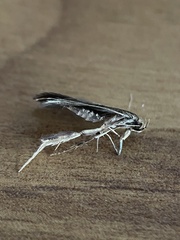 Hofmannophila pseudospretella