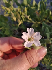 Mirabilis tenuiloba