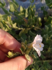 Mirabilis tenuiloba