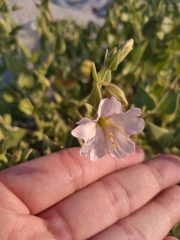 Mirabilis tenuiloba