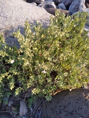 Mirabilis tenuiloba