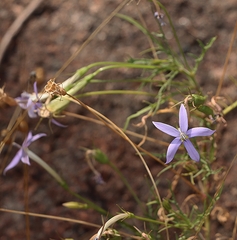 Lithotoma axillaris