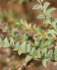 Acacia triptera