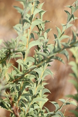 Acacia triptera