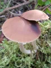 Psathyrella longistriata