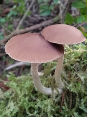 Psathyrella longistriata