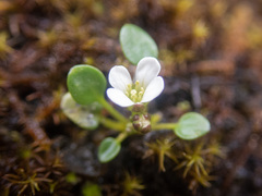 Cardamine bellidifolia
