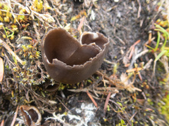 Dissingia leucomelaena