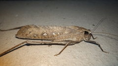 Mecopoda
