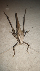 Mecopoda