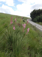 Watsonia densiflora
