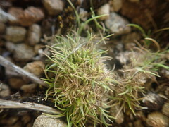 Agrostis muscosa