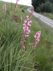 Watsonia densiflora