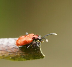 Lemodes coccinea