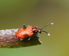 Lemodes coccinea