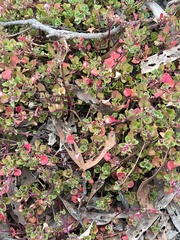 Chenopodium robertianum