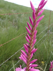 Watsonia densiflora
