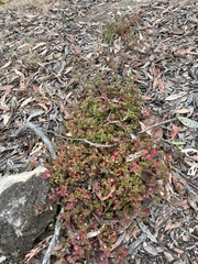 Chenopodium robertianum