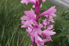 Watsonia densiflora
