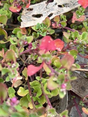 Chenopodium robertianum