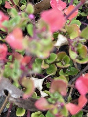 Chenopodium robertianum