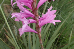 Watsonia densiflora