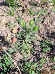 Xiphotheca lanceolata